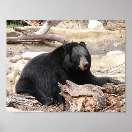 「黒いクマ」byカーターL.シェパード ポスター (正面)