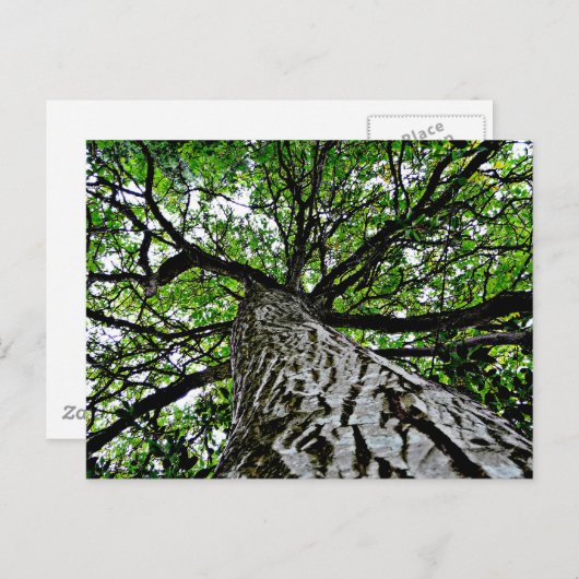 黒いクルミの幹と枝 ポストカード (正面/裏面)