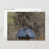 黒いサギの天食べ物を与え蓋 ポストカード (正面/裏面)