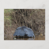 黒いサギの天食べ物を与え蓋 ポストカード (正面)