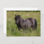 黒いシェトランドスタリオンが草の中に立っている ポストカード (正面/裏面)