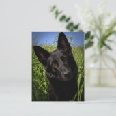 黒いジャーマン・シェパード ポストカード (スタンド正面)