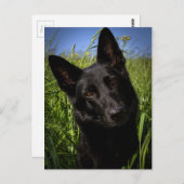 黒いジャーマン・シェパード ポストカード (正面/裏面)