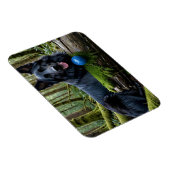 黒いドイツの羊飼いボール マグネット (右側)