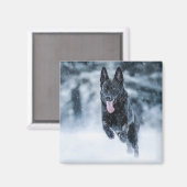 黒いドイツの羊飼い雪ダベットカバー マグネット (正面/裏面)