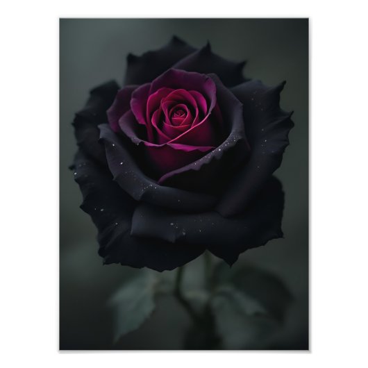 黒いハートのバラ フォトプリント            (正面)
