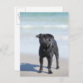 黒いパグが立っているビーチ ポストカード (正面/裏面)