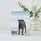 黒いパグが立っているビーチ ポストカード (スタンド正面)