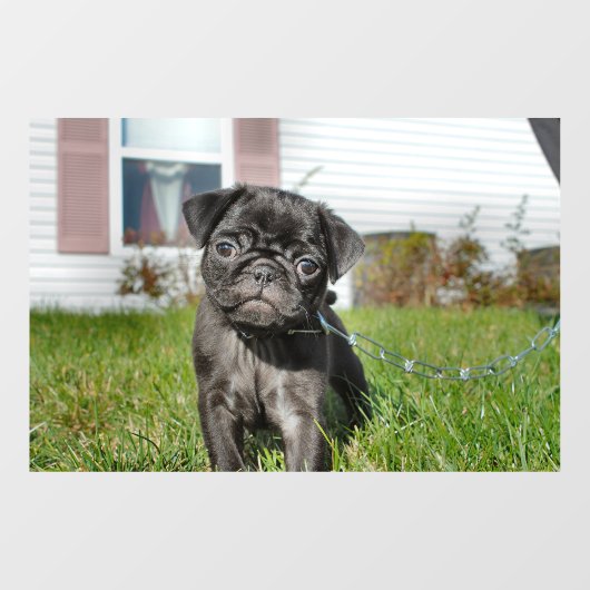 黒いパグの子犬 ウィンドウサイン (シート)