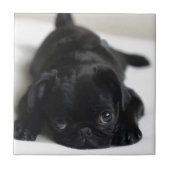 黒いパグの子犬 タイル (正面)