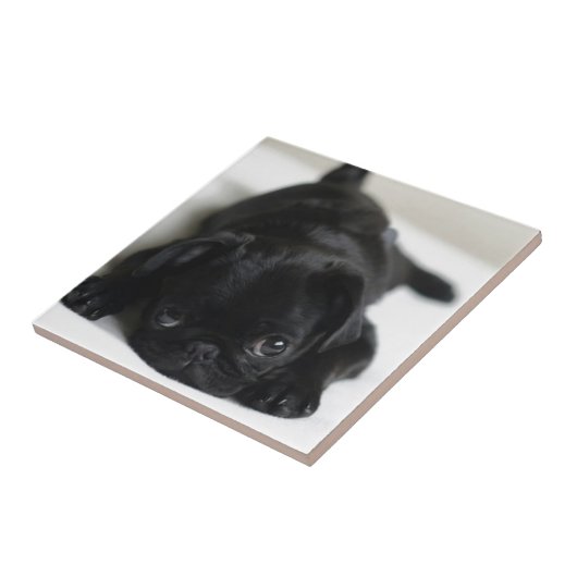 黒いパグの子犬 タイル (側面)