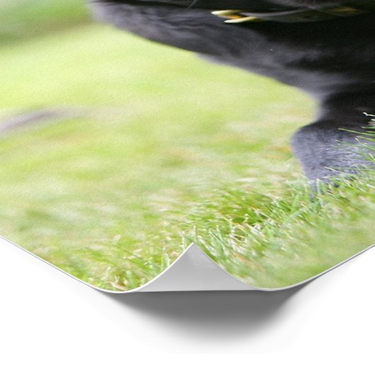 黒いパグの横 ポスター (角)