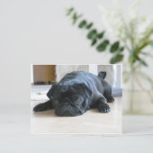 黒いパグフラット ポストカード (スタンド正面)