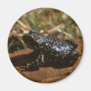 黒いヒキガエル マグネット