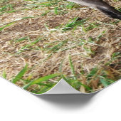 黒いファンシートイプードルボーイ ポスター (角)