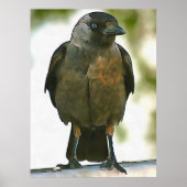 黒いフードを付けたカラスが欄干のアートに乗っていた ポスター (正面)