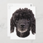 黒いプードルポートレート ポストカード (正面/裏面)