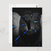 黒いヘビ ポストカード (正面/裏面)