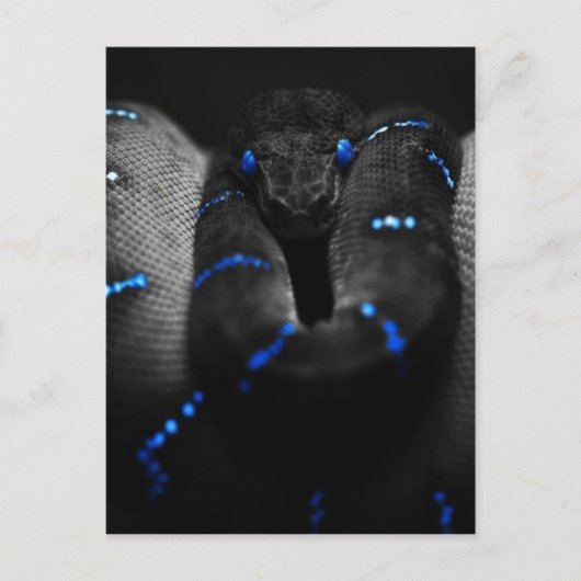 黒いヘビ ポストカード (正面)