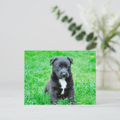 黒いベビー犬 ポストカード (スタンド正面)