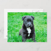 黒いベビー犬 ポストカード (正面/裏面)