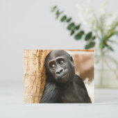 黒いベビー猿 ポストカード (スタンド正面)