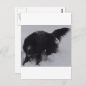 黒いベルギーの雪の羊飼い ポストカード (正面/裏面)