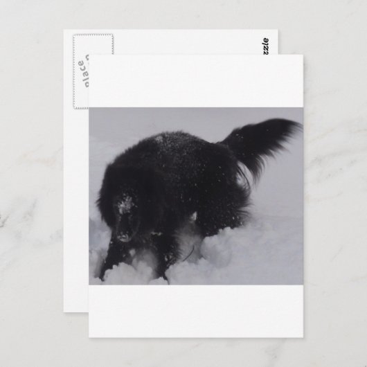 黒いベルギーの雪の羊飼い ポストカード (正面/裏面)