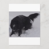 黒いベルギーの雪の羊飼い ポストカード (正面)