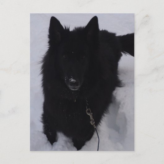 黒いベルギーの雪の羊飼い ポストカード (正面)