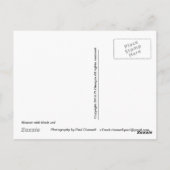 黒いベールを被った女性 ポストカード (裏面)