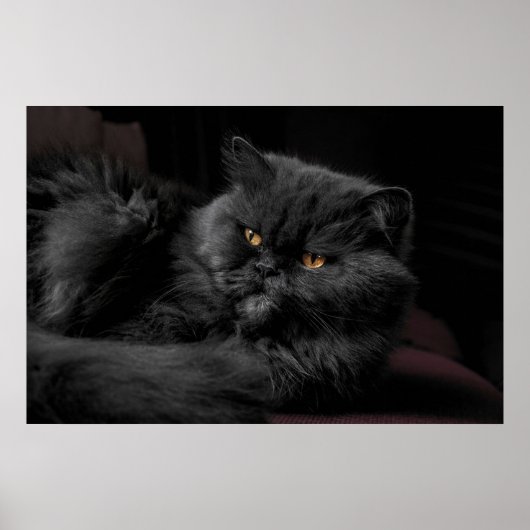 黒いペルシャ猫 ポスター (正面)