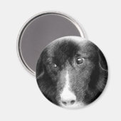 黒いボーダーコリーの動物の芸術の磁石 マグネット (正面/裏面)