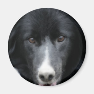 黒いボーダーコリーの顔犬の磁石 マグネット