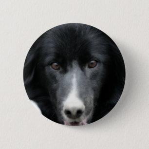 黒いボーダーコリーの顔犬ボタン 缶バッジ