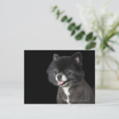 黒いポメラニア犬が離れ ポストカード (スタンド正面)