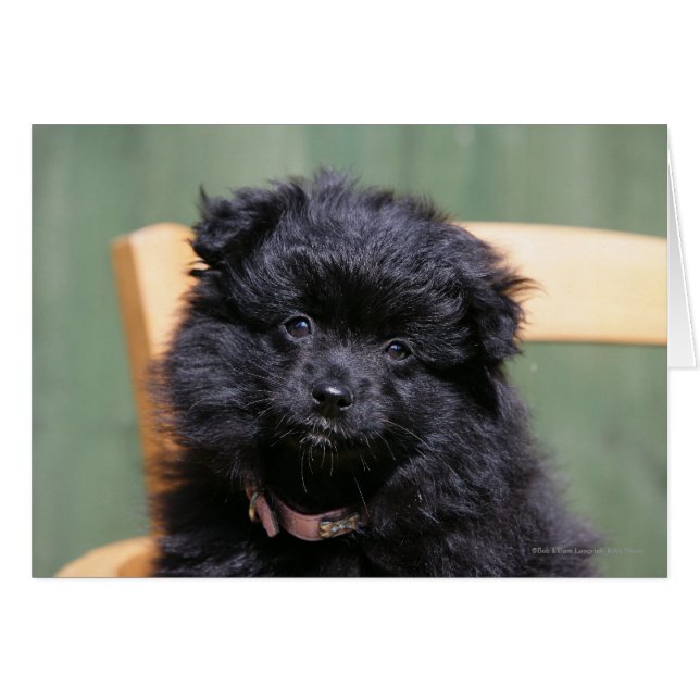 黒いポメラニア犬の子犬 (正面横)