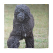 黒いポルトガル水犬 タイル (正面)