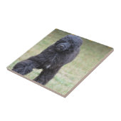 黒いポルトガル水犬 タイル (側面)