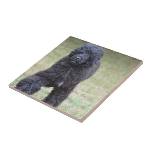 黒いポルトガル水犬 タイル (側面)