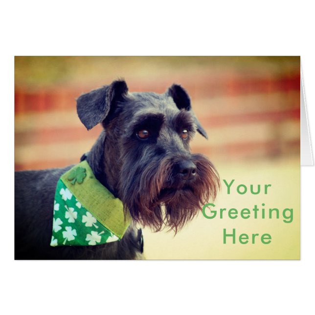 黒いミニチュア・シュナウツァー (正面横)