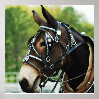 黒いラバ ポスター