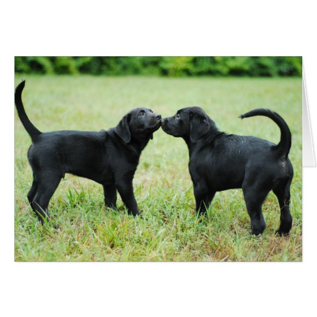 黒いラブラドル・レトリーバー犬 (正面横)