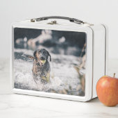 黒いラブラドールが水に入る メタルランチボックス (インサイチュ)