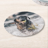 黒いラブラドールが水に入る ラウンドペーパーコースター (アングル)