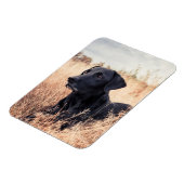 黒いラブラドールをドライグラスに マグネット (左側)