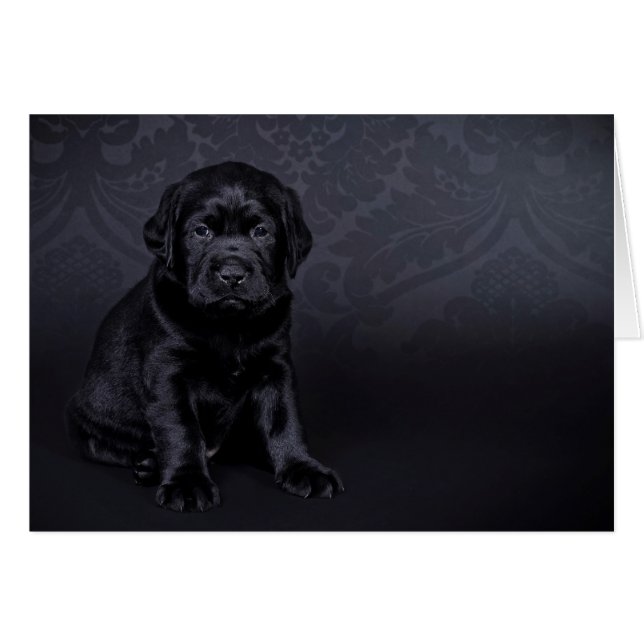 黒いラブラドール子犬 (正面横)