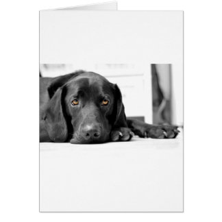 黒いラブラドール