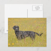 黒いラブラドール16か月2 ポストカード (正面/裏面)