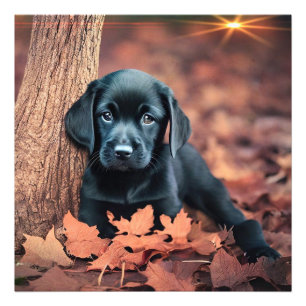 黒いラボの子犬の写真の拡大 フォトプリント